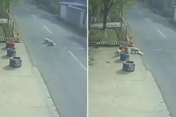 Montagem com fotos coloridas de cães de rua salvando vida de cachorro atropelado - Metrópoles
