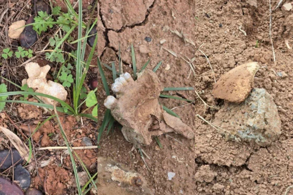 Ossos humanos são encontrados expostos em cemitérios públicos de SP