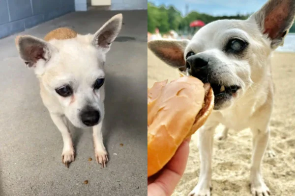 Foto colorida de um cachorro da raça chihuahua - Metrópoles