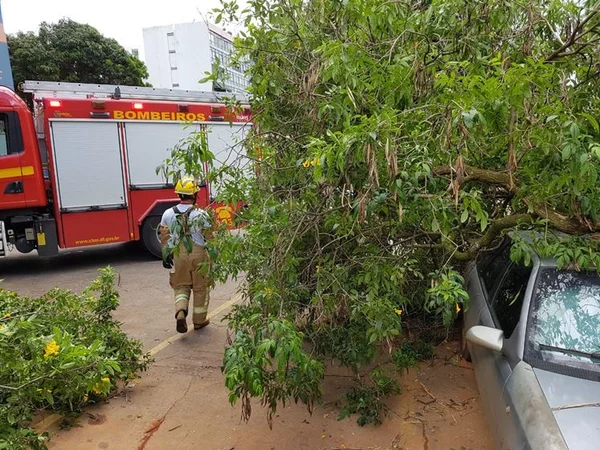 Chuva causa falta de energia e queda de árvore sobre carro no DF