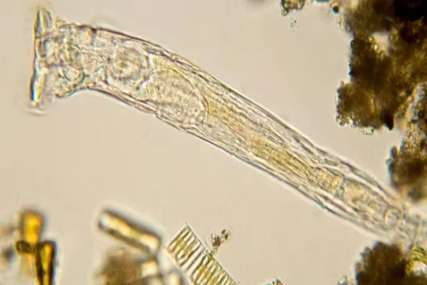 animal microscópico