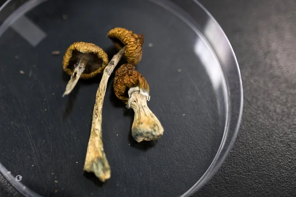 psilocibina cogumelos