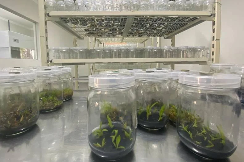 Laboratório oferece estrutura moderna para pesquisa, reprodução de orquídeas raras e espécies do Cerrado ameaçadas de extinção Laboratório oferece estrutura moderna para pesquisa, reprodução de orquídeas raras e espécies do Cerrado ameaçadas de extinção