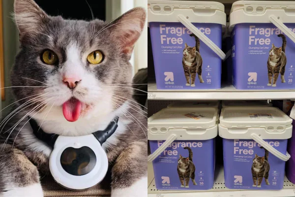 Vida nova: gato foge do tutor, é adotado por ONG e vira modelo