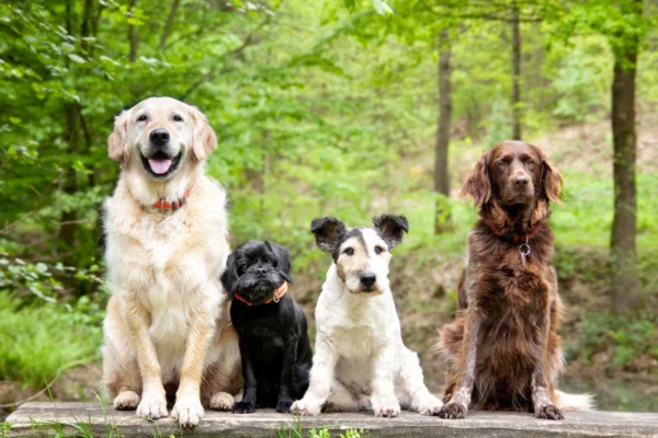 Imagem colorida de grupo de cães juntos
