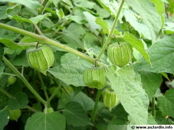 <b>Camapú/Tomate-de-capucho (<i>Physalis peruviano</i>)</b>
A semente do Camapú/Tomatinho-de-capucho/physalis peruviano é uma pílula concentrada de vitamina C. Esta planta também é antioxidante, antirreumática e uma poderosa aliada na prevenção do câncer. Segundo Vera, a planta comestível também ajuda no funcionamento da bexiga – aliás, physalis, do grego <i>physas</i>, quer dizer justamente isso.
Ela tem um fruto pequeno, arredondado, verde, amarelo, laranja ou vermelho, que pode ser consumido <i>in natura</i> ou seco, na forma de geleias, doces e sucos <b>Camapú/Tomate-de-capucho (<i>Physalis peruviano</i>)</b>
A semente do Camapú/Tomatinho-de-capucho/physalis peruviano é uma pílula concentrada de vitamina C. Esta planta também é antioxidante, antirreumática e uma poderosa aliada na prevenção do câncer. Segundo Vera, a planta comestível também ajuda no funcionamento da bexiga – aliás, physalis, do grego <i>physas</i>, quer dizer justamente isso.
Ela tem um fruto pequeno, arredondado, verde, amarelo, laranja ou vermelho, que pode ser consumido <i>in natura</i> ou seco, na forma de geleias, doces e sucos