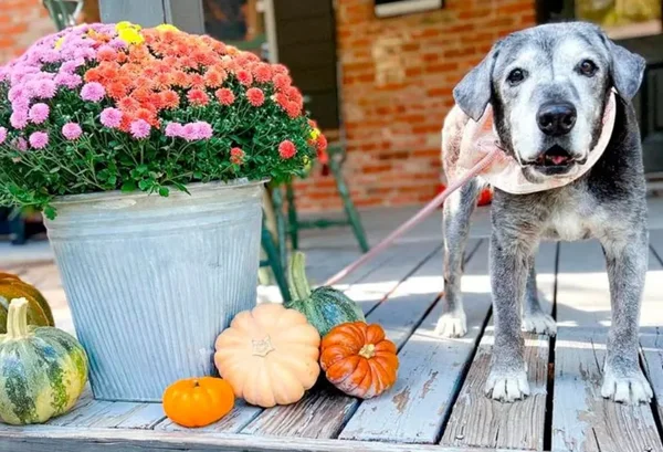 Cachorra idosa com varias flores coloridas ao seu lado - Metrópoles