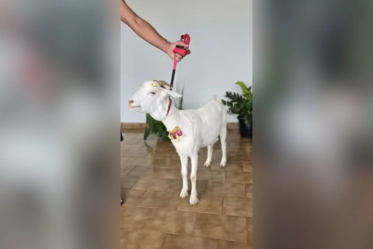 Ela passeia de coleira Ela passeia de coleira