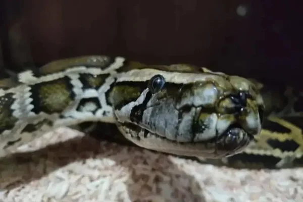 cobra