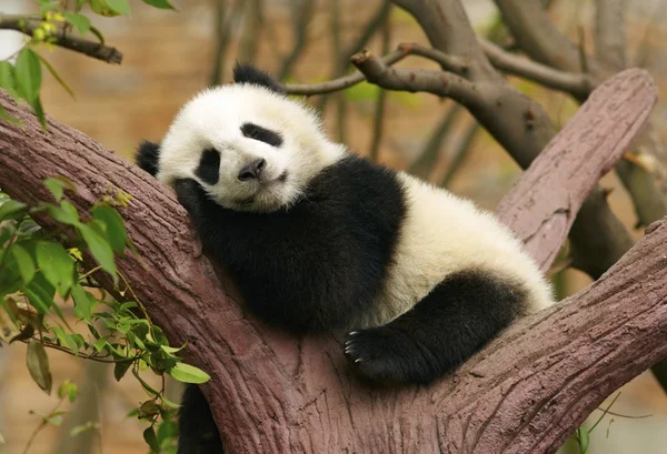 Xin Xing, a panda-gigante mais velha do mundo, morre na China aos 38 anos