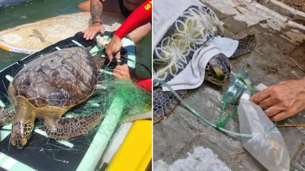 Bombeiros improvisam técnica para humanos e salvam tartaruga afogada em Balneário Camboriú