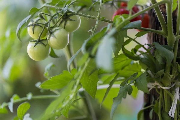 tomates verdes ainda na planta - Metrópoles.