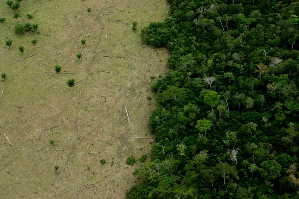 Foto colorida de desmatamento no Mato Grosso - Metrópoles