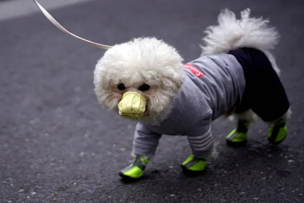 Cachorro de máscara