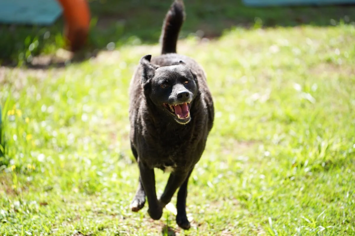 “Impostor Alemão” e mais: Prefeitura de SP terá feira de adoção de animais - imagem 10 “Impostor Alemão” e mais: Prefeitura de SP terá feira de adoção de animais - imagem 10