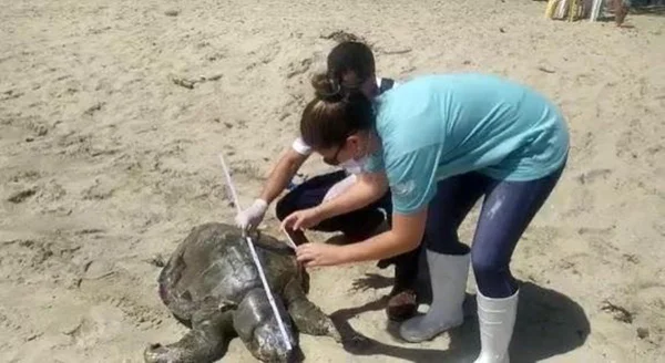 Tartarugas e golfinhos aparecem mortos em praias de SC; saiba por quê