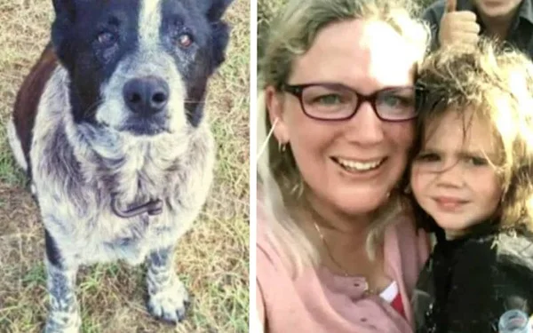 Cachorro idoso salva menina desaparecida
