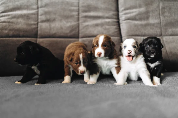 filhotes de cachorro