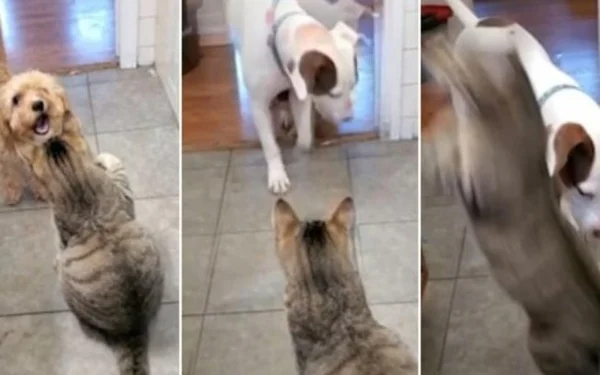 Cachorro e gato