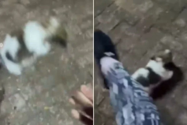 Maria Gabriela Cervantes Pereira foi presa em flagrante em Aquidauana (MS), nesta quarta-feira (9/9). O filhote de shih-tzu tem 40 dias - Metrópoles