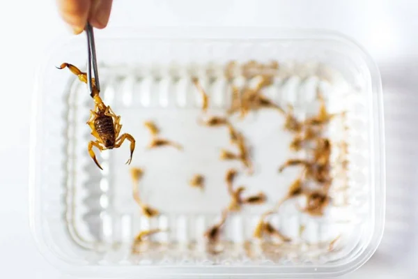 Mão segura pinça com escorpião. Ao fundo há vários escorpiões em uma bandeja transparente em cima de mesa branca