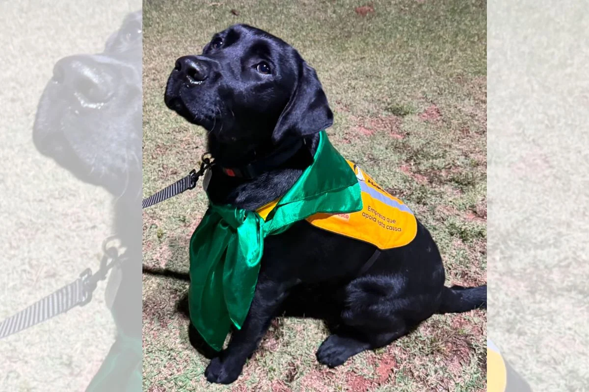 Labrador Que Se Tornaria C o guia Morre Ao Comer Planta T xica labrador-que-se-tornaria-c-o-guia-morre-ao-comer-planta-t-xica