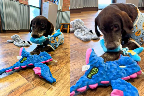 Montagem de duas imagens coloridas de cadela da raça labrador brincando com pelúcia de polvo azul