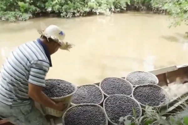 Açaí é cultivado de forma orgânica na região amazônica