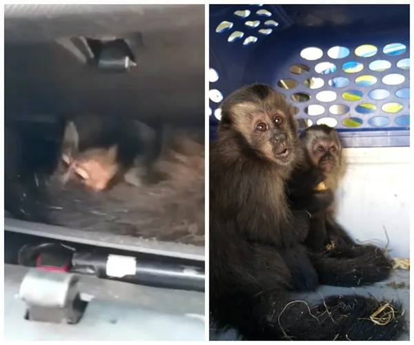 Macacos-prego são encontrados em porta-luvas de carro em SP