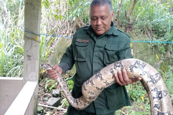 Imagem colorida: guarda municipal segura cobra de 1,8 metro - Metrópoles