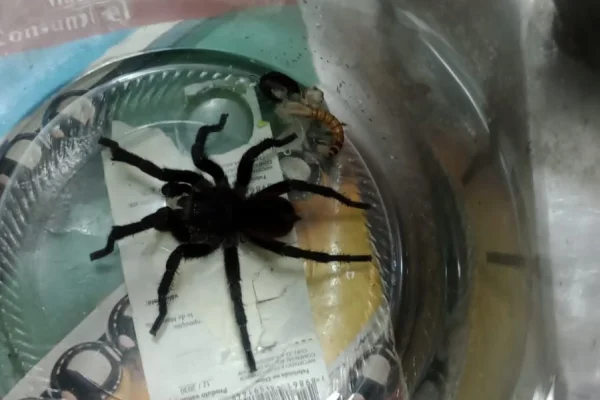 Imagem mostra aranha em pote - Metrópoles