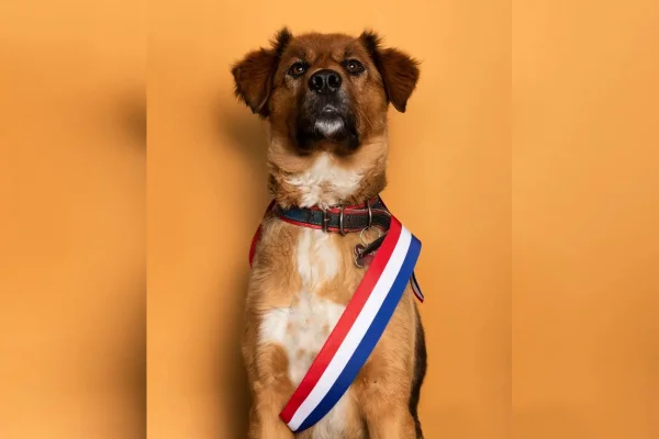 Cachorro presidente do Chile
