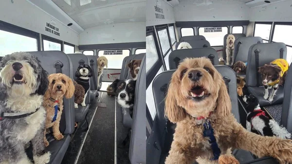 Montagem com fotos colorida de cães em ônibus escolar