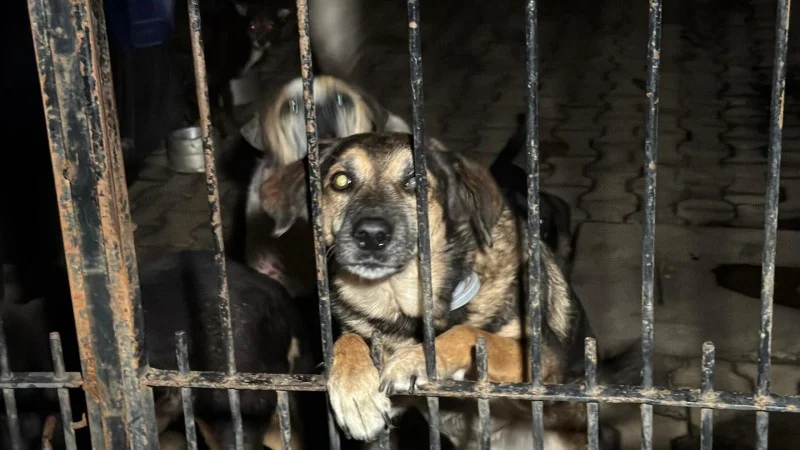 Ex-secretária de Bem-Estar Animal é presa por “eutanásia via Pix” - imagem 14 Ex-secretária de Bem-Estar Animal é presa por “eutanásia via Pix” - imagem 14