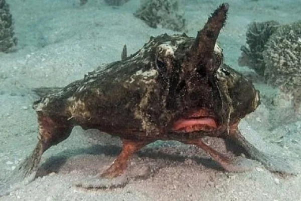 Peixe que usa nadadeiras “para caminhar” mostra como 2020 é estranho