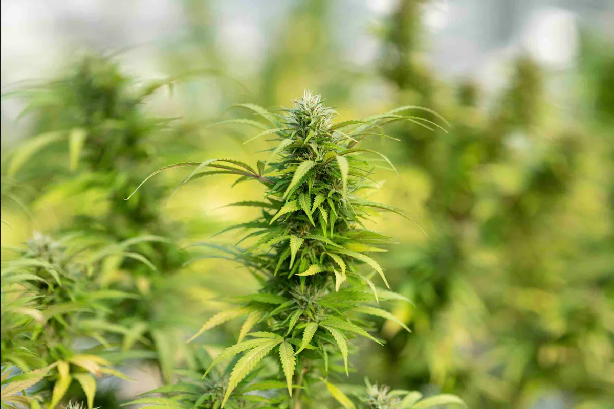 Deputado quer multar em R$ 2 mil quem for pego com drogas no DF Deputado quer multar em R$ 2 mil quem for pego com drogas no DF