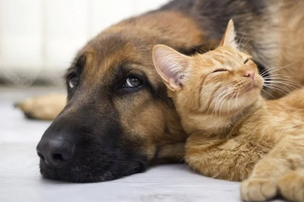 Cientistas afirmam que os gatos vivem mais tempo do que os cães