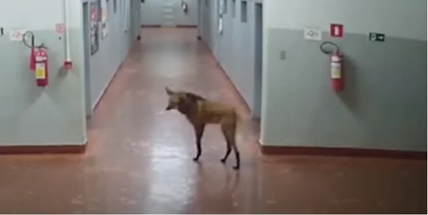 sp lobo guara usp