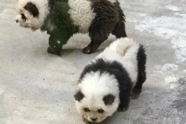 Zoológico na China admite ter pintado cachorros para parecerem pandas