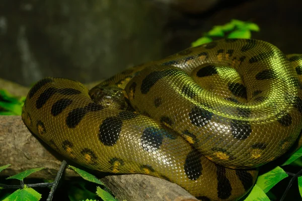 linda Anaconda Verde (Eunectes murinus) dormindo no terrário. Metrópoles