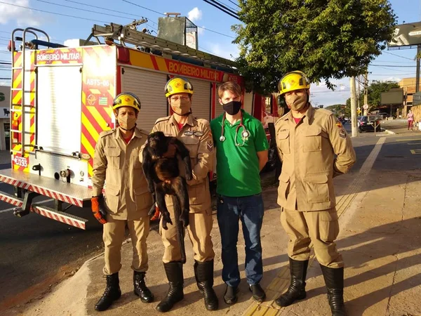 Bugio é resgatado após circular por ruas e telhados em Goiânia; vídeo