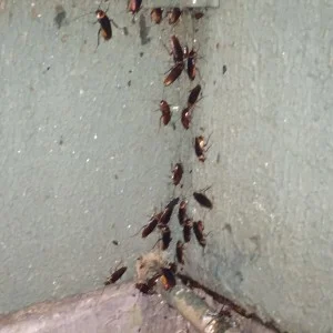 Baratas e asma? Insetos podem causar doenças que você nem imagina