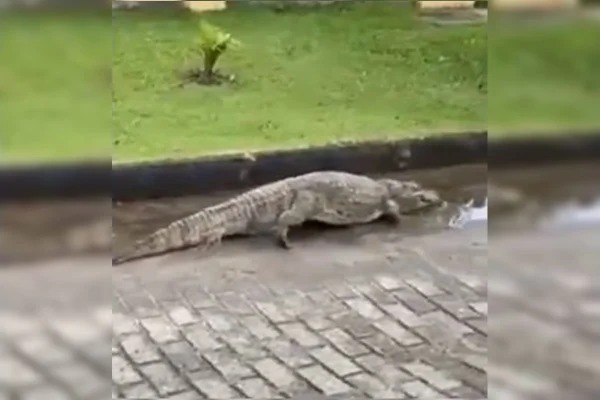 Jacaré é flagrado em rua de Florianópolis e vídeo viraliza