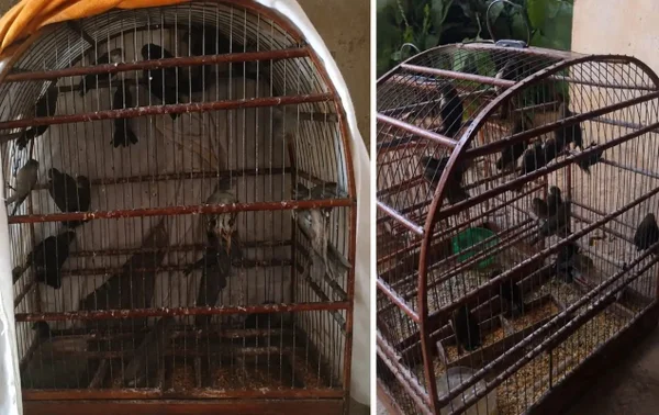 pássaros em gaiolas