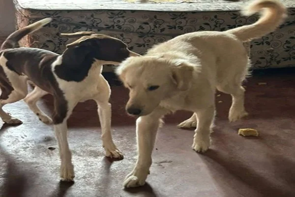 Polícia de Goiás resgata cães abandonados há 10 dias em casa