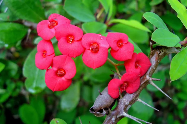 Flores da planta coroa-de-cristo. Metrópoles