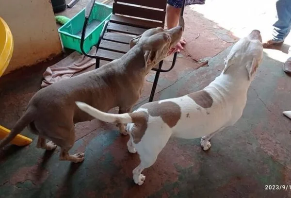 Fotografia colorida de casal de pit-bulls que foi roubado em Sidrolândia (MS)