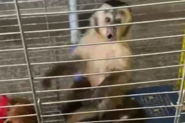 Imagem colorida de macaco que sofria agressões - Metrópoles