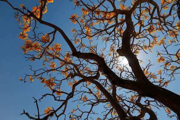 Estudo prevê extinção de um terço de espécies do Cerrado em 30 anos
