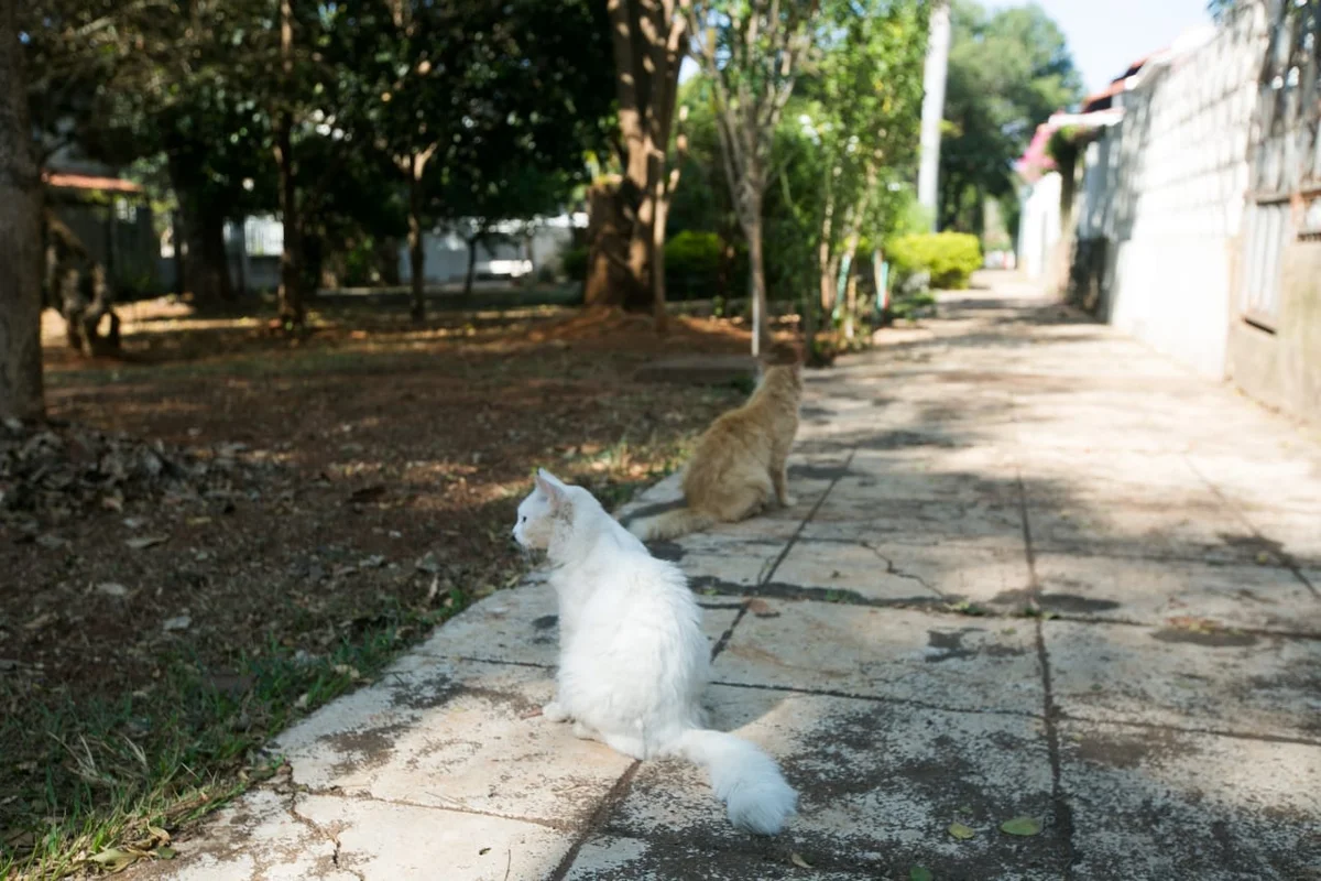 Moradores reclamam que os animais costumam mexer nos lixos Moradores reclamam que os animais costumam mexer nos lixos